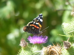 FZ006882 Red Admiral (Vanessa atalanta) butterfly on Thistle.jpg